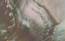 IMG - glossary - thumb - mother-of-pearl - 86993 210x135