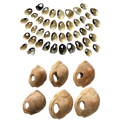Blombos Cave Shell Beads Blombos Cave Shell Beads
