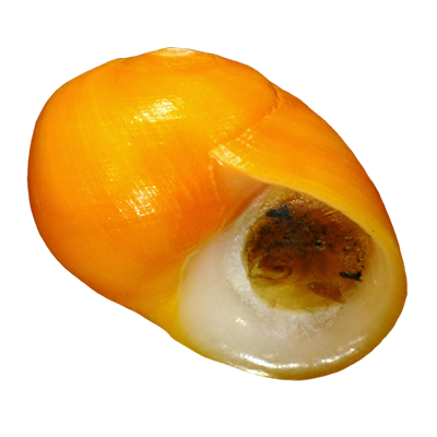 Flat Periwinkle Shell Flat Periwinkle Shell
